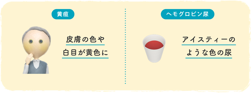 溶血による症状（貧血による症状以外）イメージイラスト