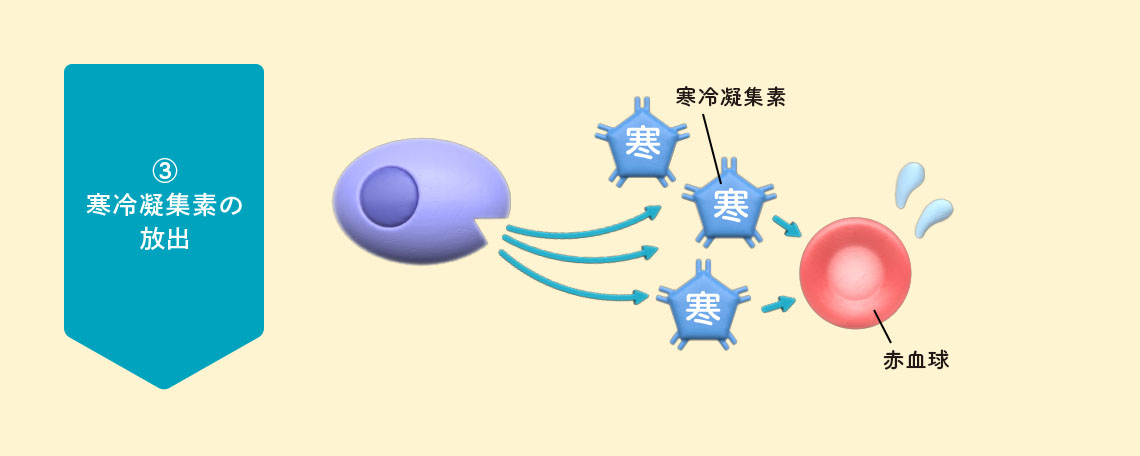 ③寒冷凝集素の放出 イメージイラスト